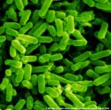 E. coli Si Biang Wabah 1